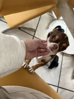 Tiny Thumbelina (Fawn Sable), a female Chihuahua for sale in Corona, CA – Photo 5 of 5