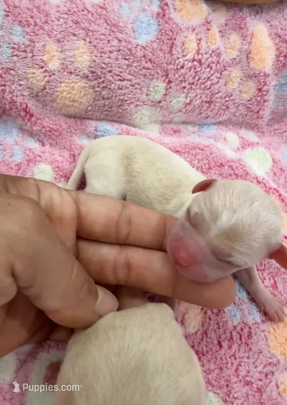 Akc Lily  – Chihuahua puppy for sale in Corona, CA
