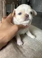 Waffle- Babydoll Face Long coat , a male Chihuahua for sale in Corona, CA – 1 of 9
