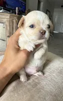 Waffle- Babydoll Face Long coat , a male Chihuahua for sale in Corona, CA – 2 of 9