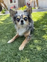 Babydoll Face Waffle - Long coat , a male Chihuahua for sale in Corona, CA – 8 of 8