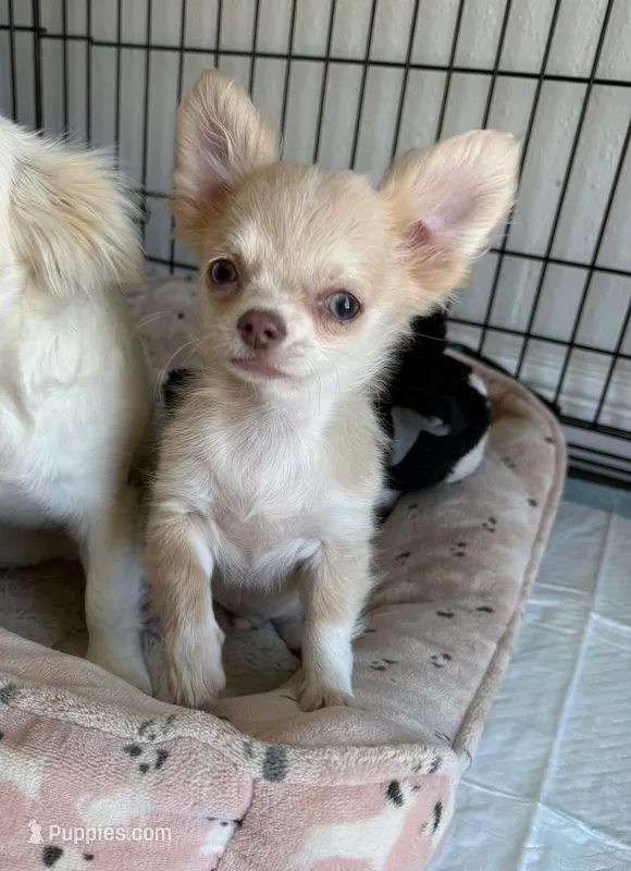 Husky Color Babydoll face LC Mochi – Chihuahua puppy for sale in Corona, CA