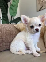 Babydoll Face Blue eye Koda , a male Chihuahua for sale in Corona, CA – 2 of 6