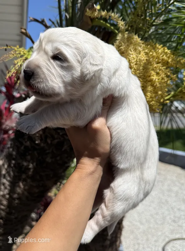 Winter Snow – English Cream Golden Retriever puppy for sale in Corona, CA