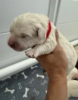 Charlie , a male English Cream Golden Retriever for sale in Corona, CA – 2 of 6