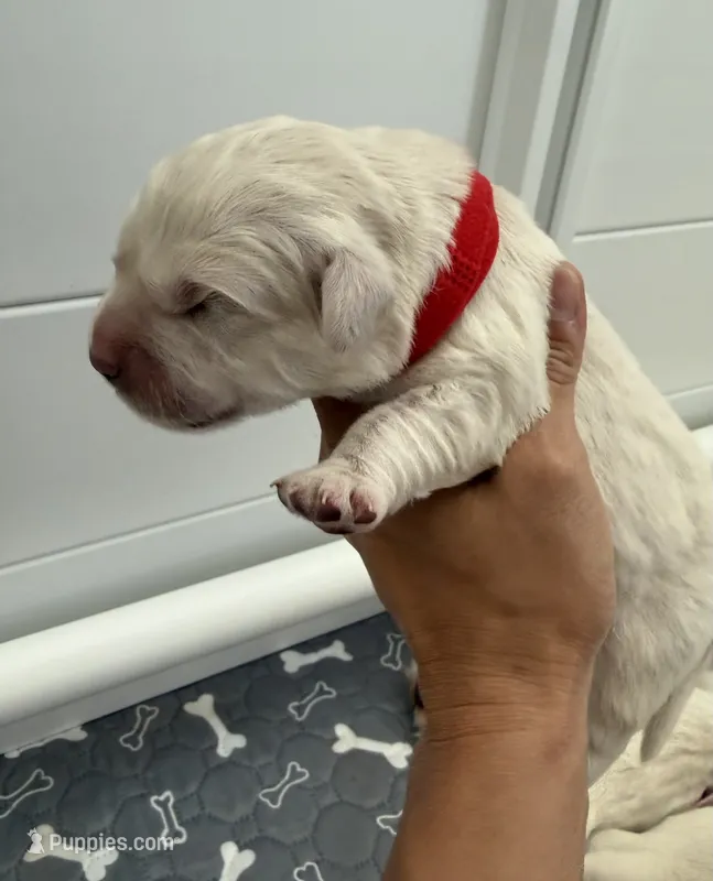Charlie  – English Cream Golden Retriever puppy for sale in Corona, CA