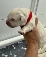 Charlie , a male English Cream Golden Retriever for sale in Corona, CA – 1 of 6
