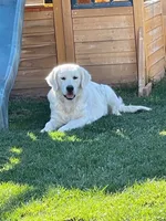 AKC Expecting Litter, a  English Cream Golden Retriever for sale in Corona, CA – 2 of 4