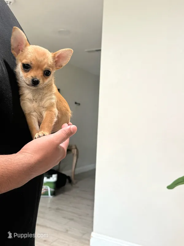 Tiny Foxy  – Chihuahua puppy for sale in Corona, CA
