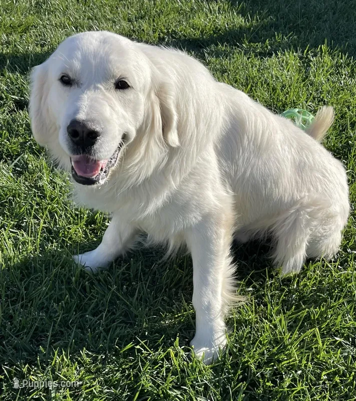 Elite Star retrievers Marley – English Cream Golden Retriever puppy for sale in Corona, CA