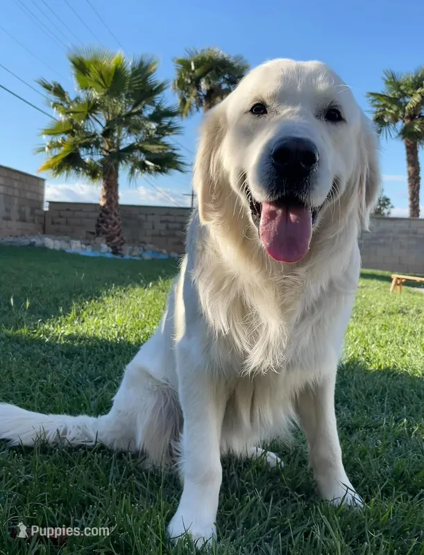 Elite Star retrievers Marley – English Cream Golden Retriever puppy for sale in Corona, CA