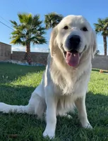 Elite Star retrievers Marley, a male English Cream Golden Retriever for sale in Corona, CA – Photo 1 of 2