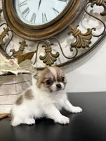 TINY babydoll face Bambi , a male Chihuahua for sale in Corona, CA – 3 of 5