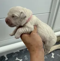 Winter Snow, a female English Cream Golden Retriever for sale in Corona, CA – 3 of 6