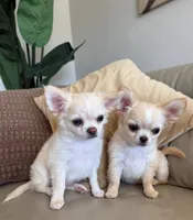 Babydoll Face Blue eye Koda , a male Chihuahua for sale in Corona, CA – 4 of 6