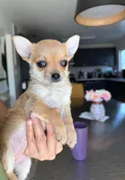 Tiny Foxy , a female Chihuahua for sale in Corona, CA – 3 of 3