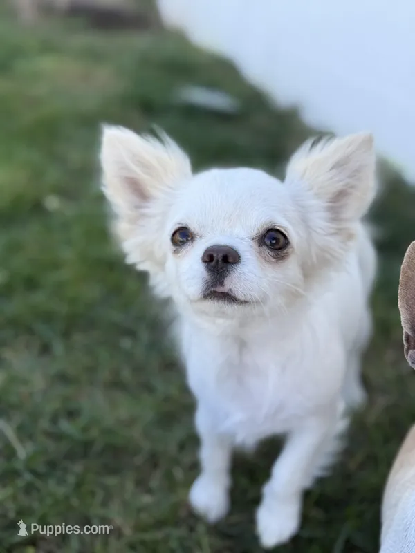 Babydoll Face Long hair  – Chihuahua puppy for sale in Corona, CA