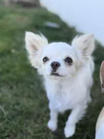 Babydoll Face Long hair , a  Chihuahua for sale in Corona, CA – Photo 1 of 3