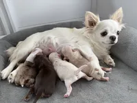 Waffle- Babydoll Face Long coat , a male Chihuahua for sale in Corona, CA – 9 of 9