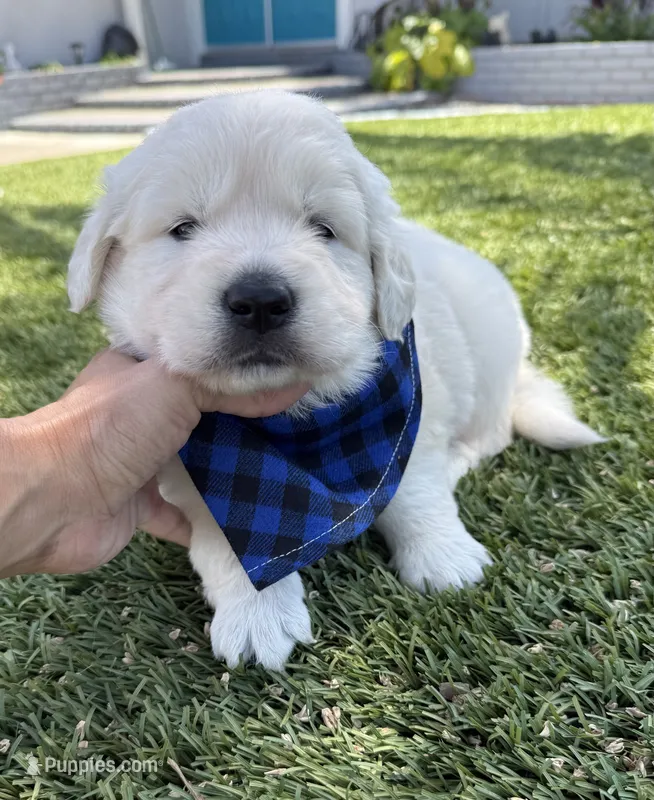 Bentley  – English Cream Golden Retriever puppy for sale in Corona, CA