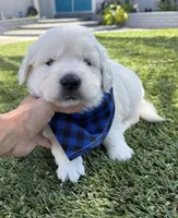 Bentley , a male English Cream Golden Retriever for sale in Corona, CA – 1 of 9