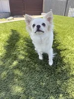 Waffle- Babydoll Face Long coat , a male Chihuahua for sale in Corona, CA – 7 of 9