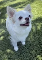 Babydoll Face Waffle - Long coat , a male Chihuahua for sale in Corona, CA – 6 of 8