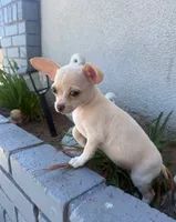 Stella , a female Chihuahua for sale in Corona, CA – 2 of 3