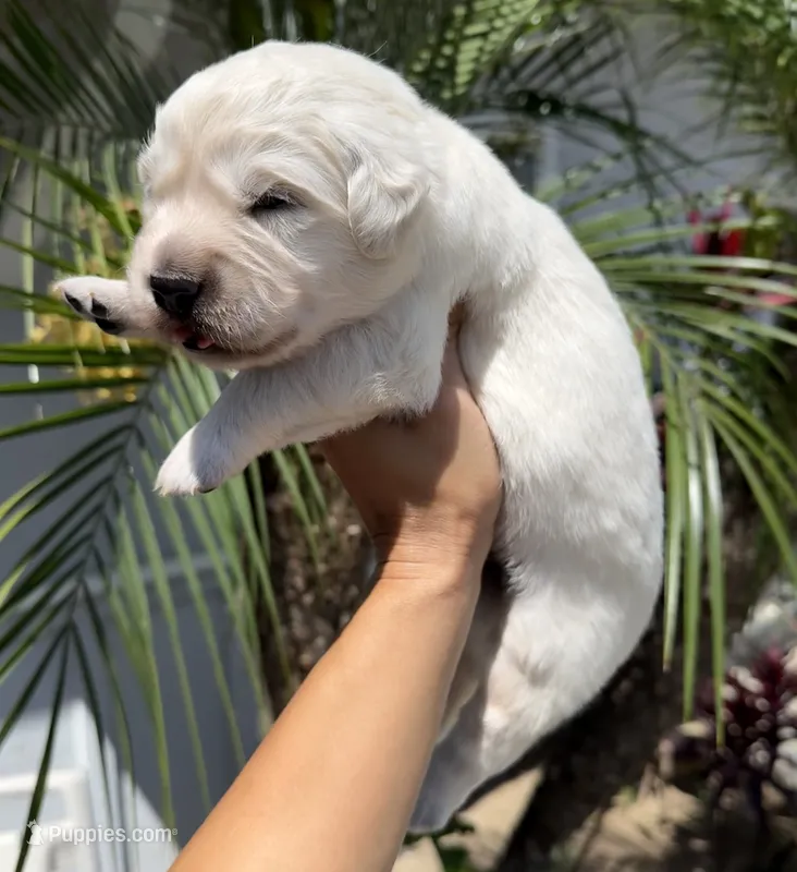 Charlie  – English Cream Golden Retriever puppy for sale in Corona, CA