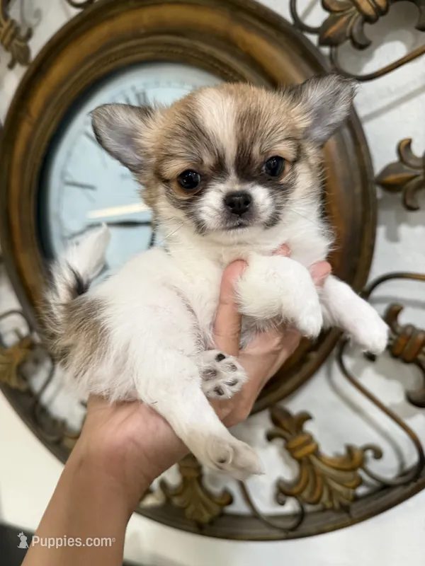 TINY babydoll face Bambi  – Chihuahua puppy for sale in Corona, CA