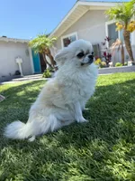AKC Babydoll face Bambi, a male Chihuahua for sale in Corona, CA – 8 of 8