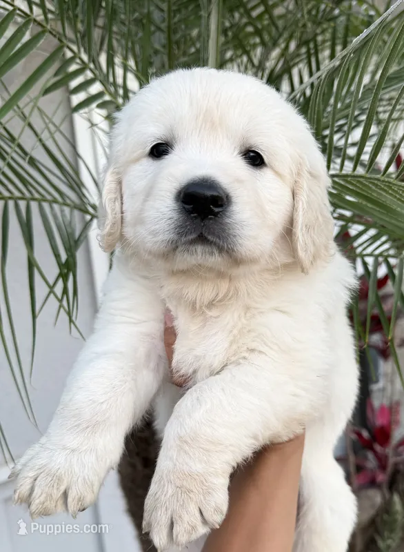 Winter Snow – English Cream Golden Retriever puppy for sale in Corona, CA