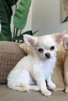 Babydoll Face Blue eye Koda , a male Chihuahua for sale in Corona, CA – 3 of 6