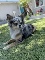 Babydoll Face Waffle - Long coat , a male Chihuahua for sale in Corona, CA – 7 of 8