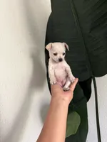 Lily Blossom, a female Chihuahua for sale in Corona, CA – 1 of 4