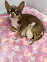 Akc Lily , a female Chihuahua for sale in Corona, CA – 4 of 5