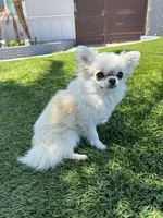 AKC Babydoll face Bambi, a male Chihuahua for sale in Corona, CA – 7 of 8