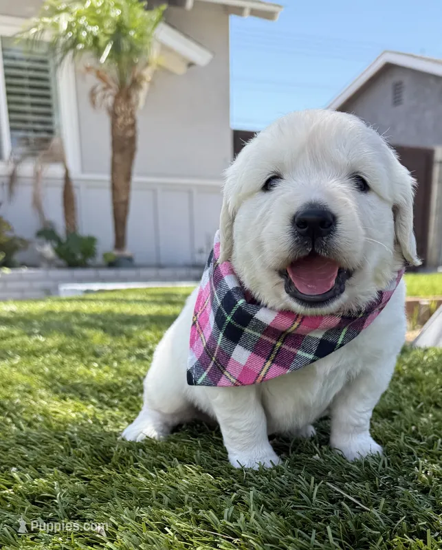 Winter Snow – English Cream Golden Retriever puppy for sale in Corona, CA