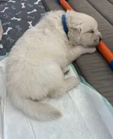 Bentley , a male English Cream Golden Retriever for sale in Corona, CA – 4 of 9