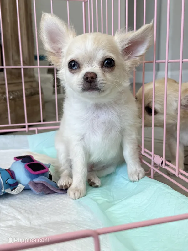Babydoll Face Blue eye Koda  – Chihuahua puppy for sale in Corona, CA