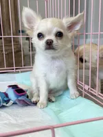 Babydoll Face Blue eye Koda , a male Chihuahua for sale in Corona, CA – 1 of 6