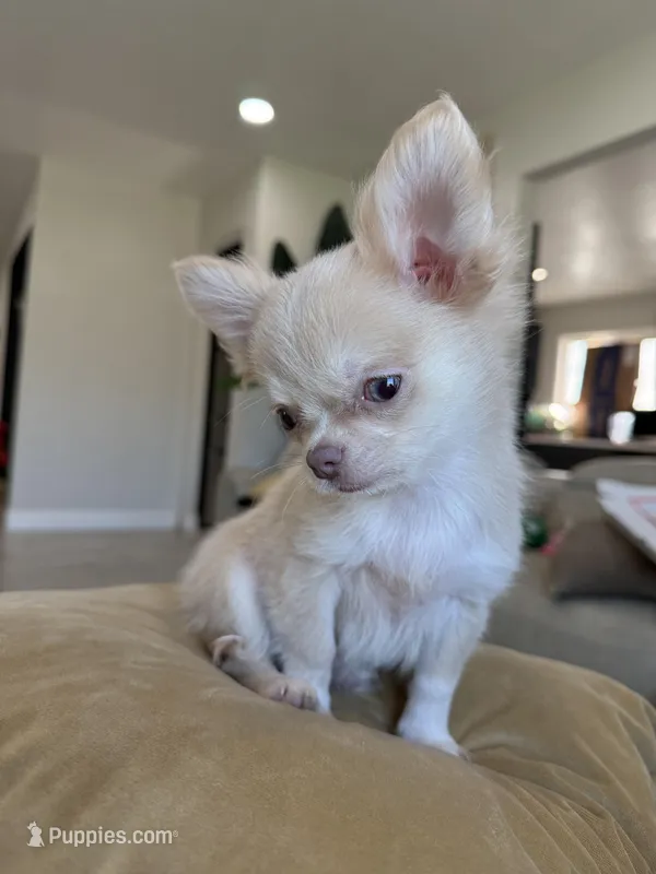 Rare Babydoll Face Mochi – Chihuahua puppy for sale in Corona, CA