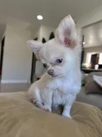 Rare Babydoll Face Mochi, a male Chihuahua for sale in Corona, CA – Photo 1 of 6