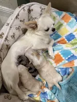 Rare Babydoll Face Mochi, a male Chihuahua for sale in Corona, CA – Photo 6 of 6