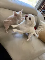 Rare Babydoll Face Mochi, a male Chihuahua for sale in Corona, CA – Photo 3 of 6