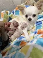 Rare Babydoll Face Mochi, a male Chihuahua for sale in Corona, CA – Photo 5 of 6
