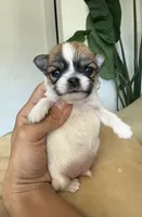  AKC Babydoll face Bambi- Long coat , a male Chihuahua for sale in Corona, CA – 1 of 6