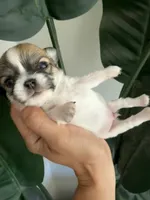  AKC Babydoll face Bambi- Long coat , a male Chihuahua for sale in Corona, CA – 3 of 6