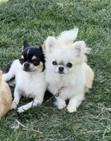  AKC Babydoll face Bambi- Long coat , a male Chihuahua for sale in Corona, CA – 4 of 6