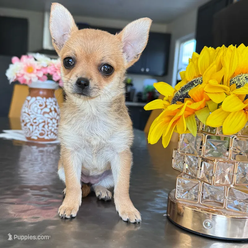 Tiny Foxy  – Chihuahua puppy for sale in Corona, CA